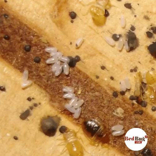 picture of bed bug eggs