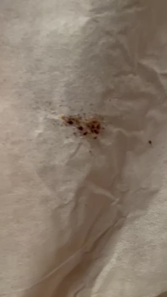 video of bed bug infestation